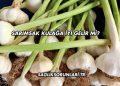 Sarımsak Gribe İyi Gelir mi?