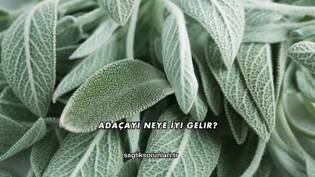 Adaçayı Neye İyi Gelir?