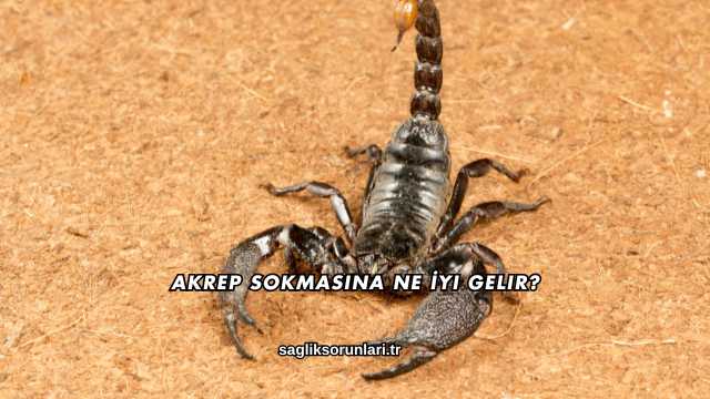 Akrep Sokmasına Ne İyi Gelir?