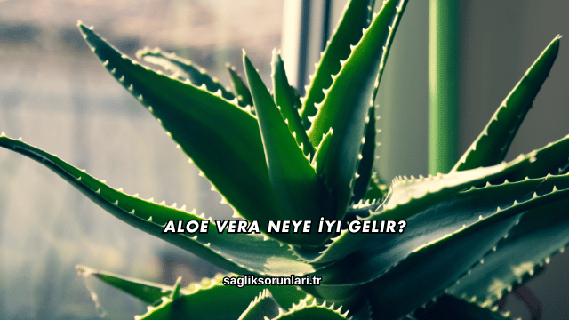 Aloe Vera Neye İyi Gelir?
