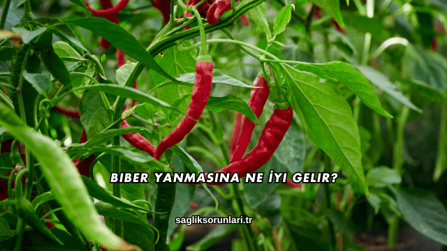 Biber Yanmasına Ne İyi Gelir?