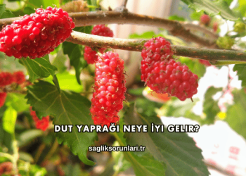 Dut Yaprağı Neye İyi Gelir?