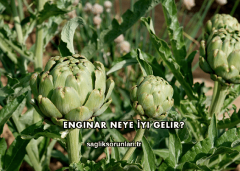 Enginar Neye İyi Gelir?