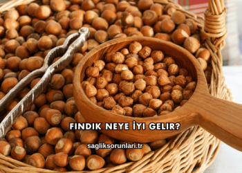 Fındık Neye İyi Gelir?