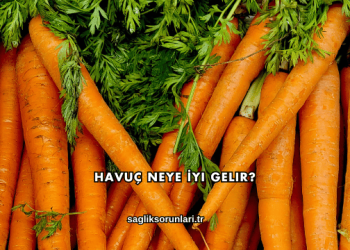 Havuç Neye İyi Gelir?