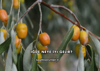 Iğde Neye İyi Gelir?