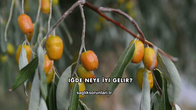 Iğde Neye İyi Gelir?