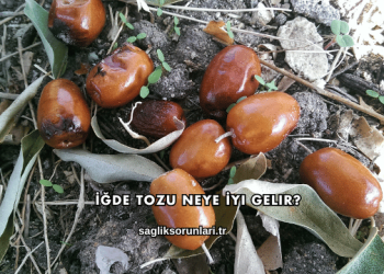 İğde Tozu Neye İyi Gelir?