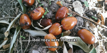 İğde Tozu Neye İyi Gelir?