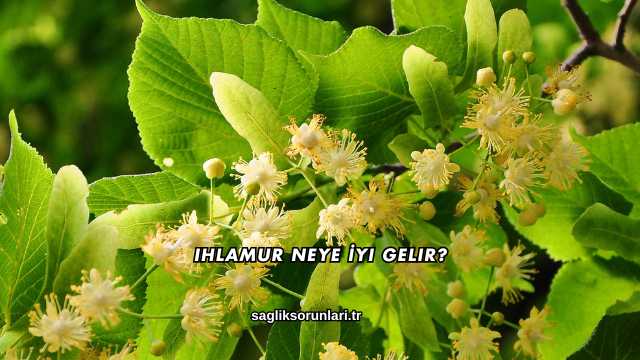 Ihlamur Neye İyi Gelir?