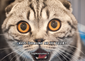 Kedi İshaline Ne İyi Gelir?