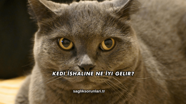 Kedi İshaline Ne İyi Gelir?