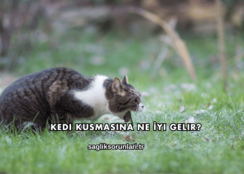 Kedi Kusmasına Ne İyi Gelir?