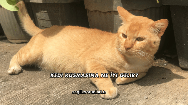 Kedi Kusmasına Ne İyi Gelir?
