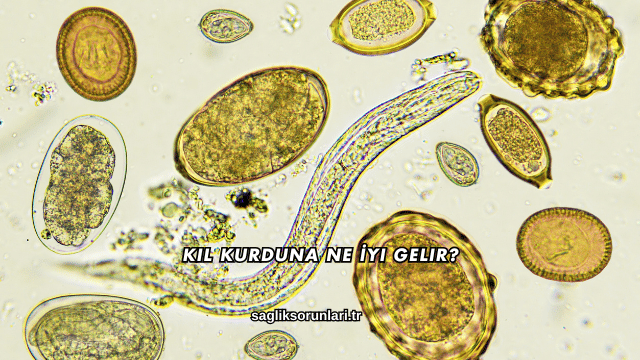 Kıl Kurduna Ne İyi Gelir?
