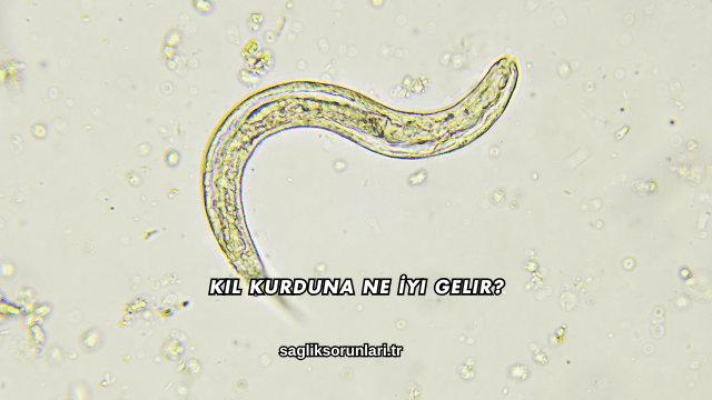 Kıl Kurduna Ne İyi Gelir?
