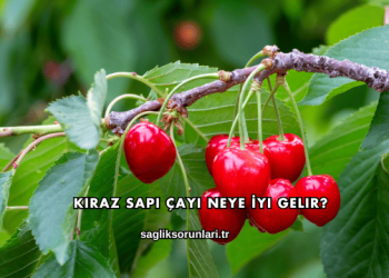 Kiraz Sapı Çayı Neye İyi Gelir?
