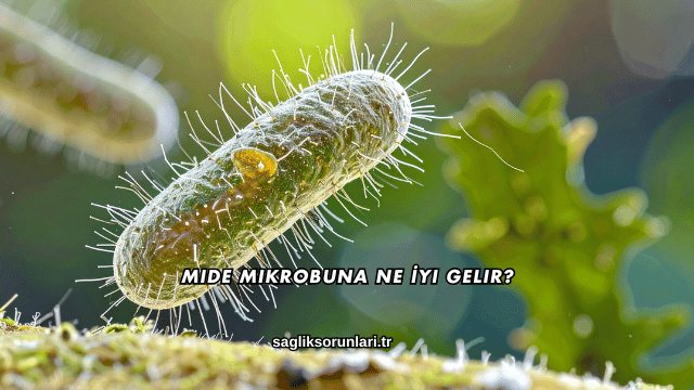 Mide Mikrobuna Ne İyi Gelir?