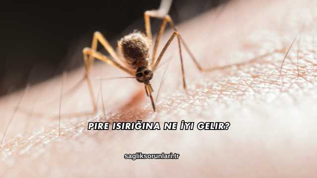 Pire Isırığına Ne İyi Gelir?