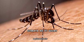 Sıtmaya Ne İyi Gelir?