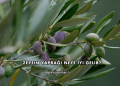 Zeytin Yaprağı Neye İyi Gelir?
