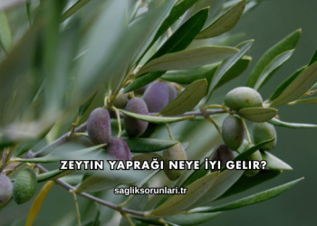 Zeytin Yaprağı Neye İyi Gelir?