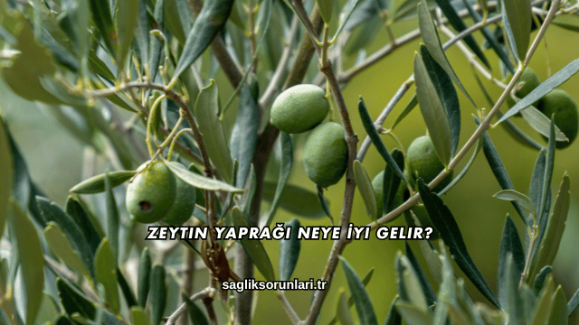 Zeytin Yaprağı Neye İyi Gelir?