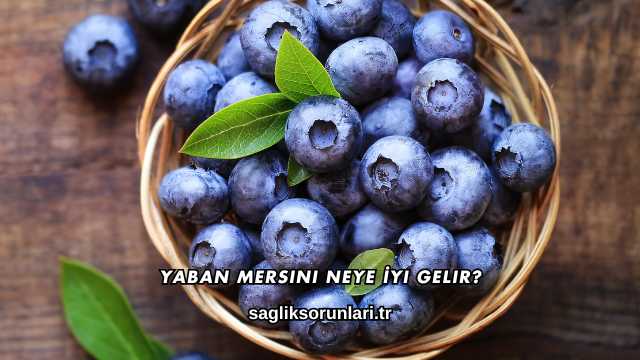 Yaban Mersini Neye İyi Gelir?